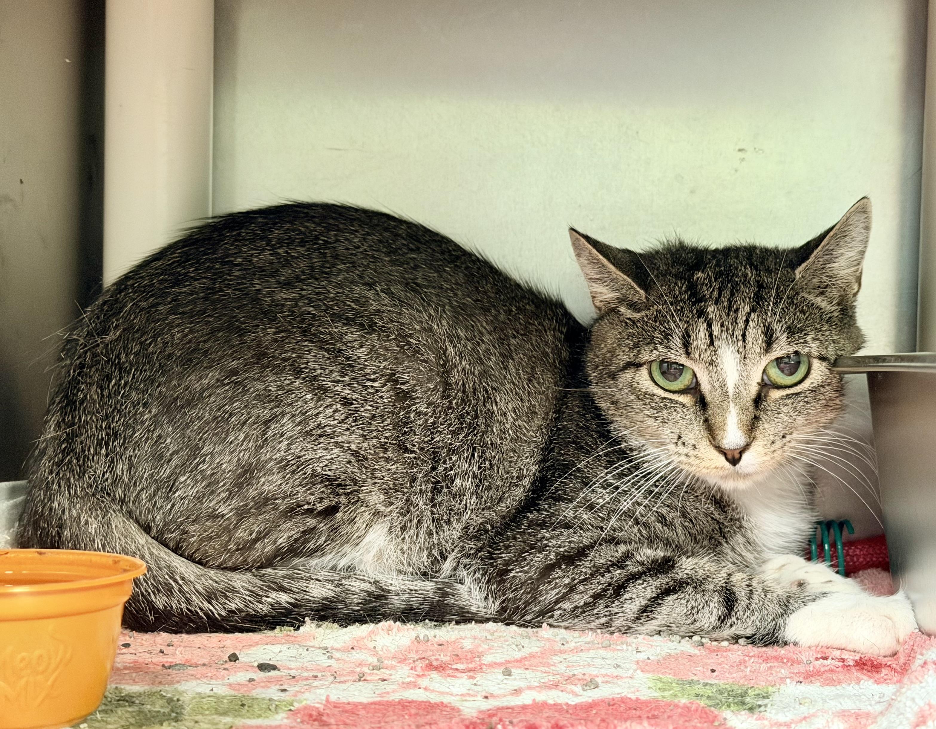 Mama Justice, a ADOPTABLE Domestic Short Hair in Amherst, VA image 4/5