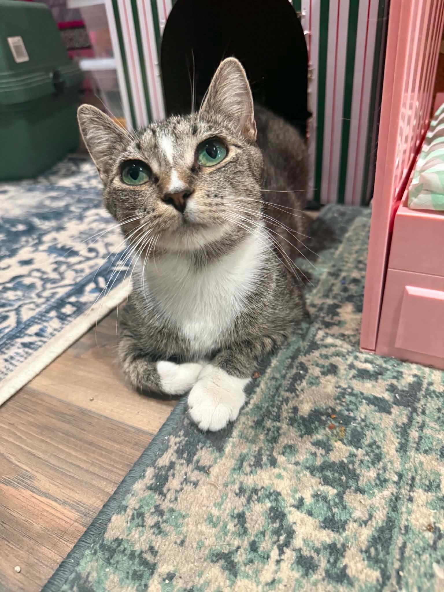 Mama Justice, a ADOPTABLE Domestic Short Hair in Amherst, VA image 1/5
