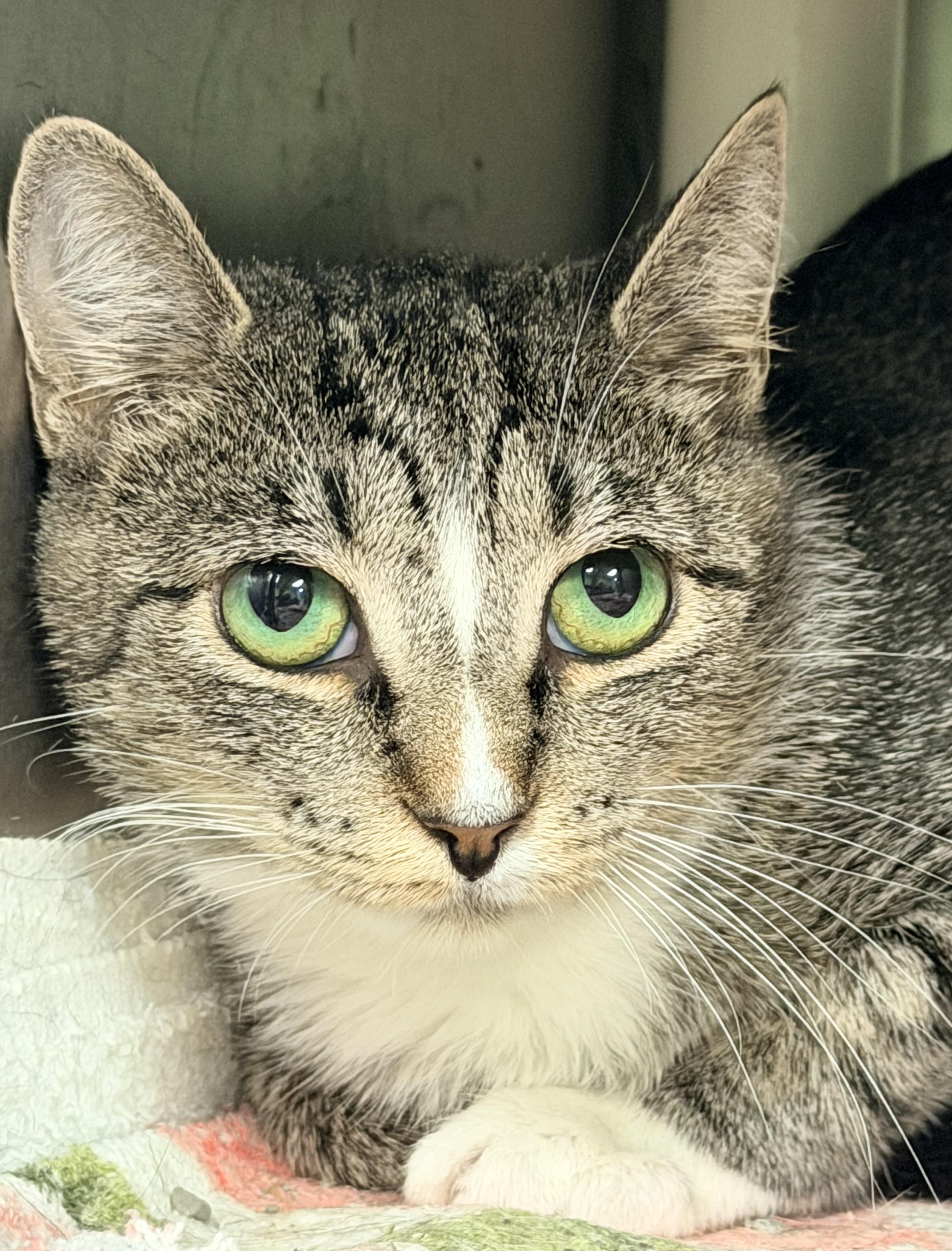 Mama Justice, a ADOPTABLE Domestic Short Hair in Amherst, VA image 5/5