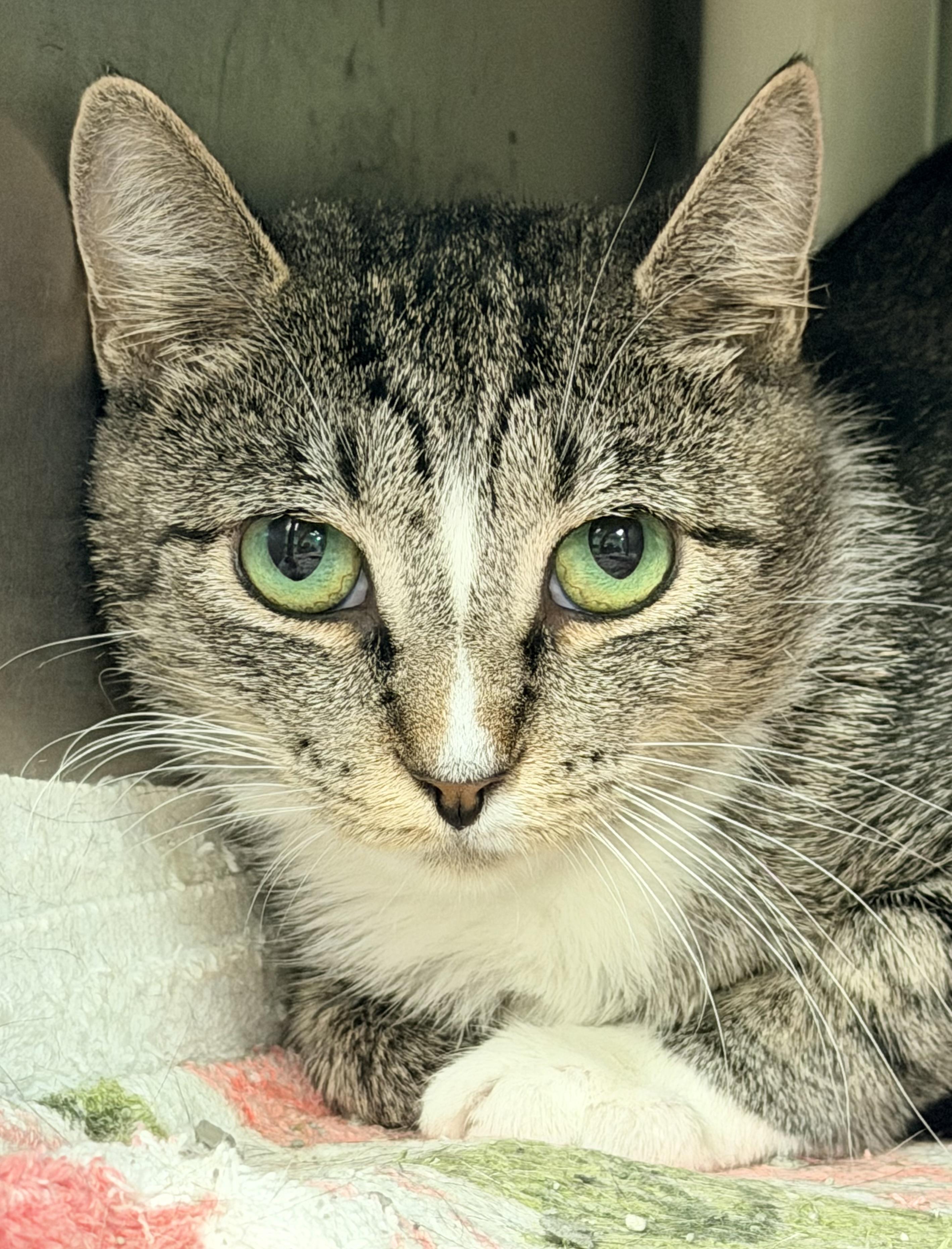 Mama Justice, a ADOPTABLE Domestic Short Hair in Amherst, VA image 3/5