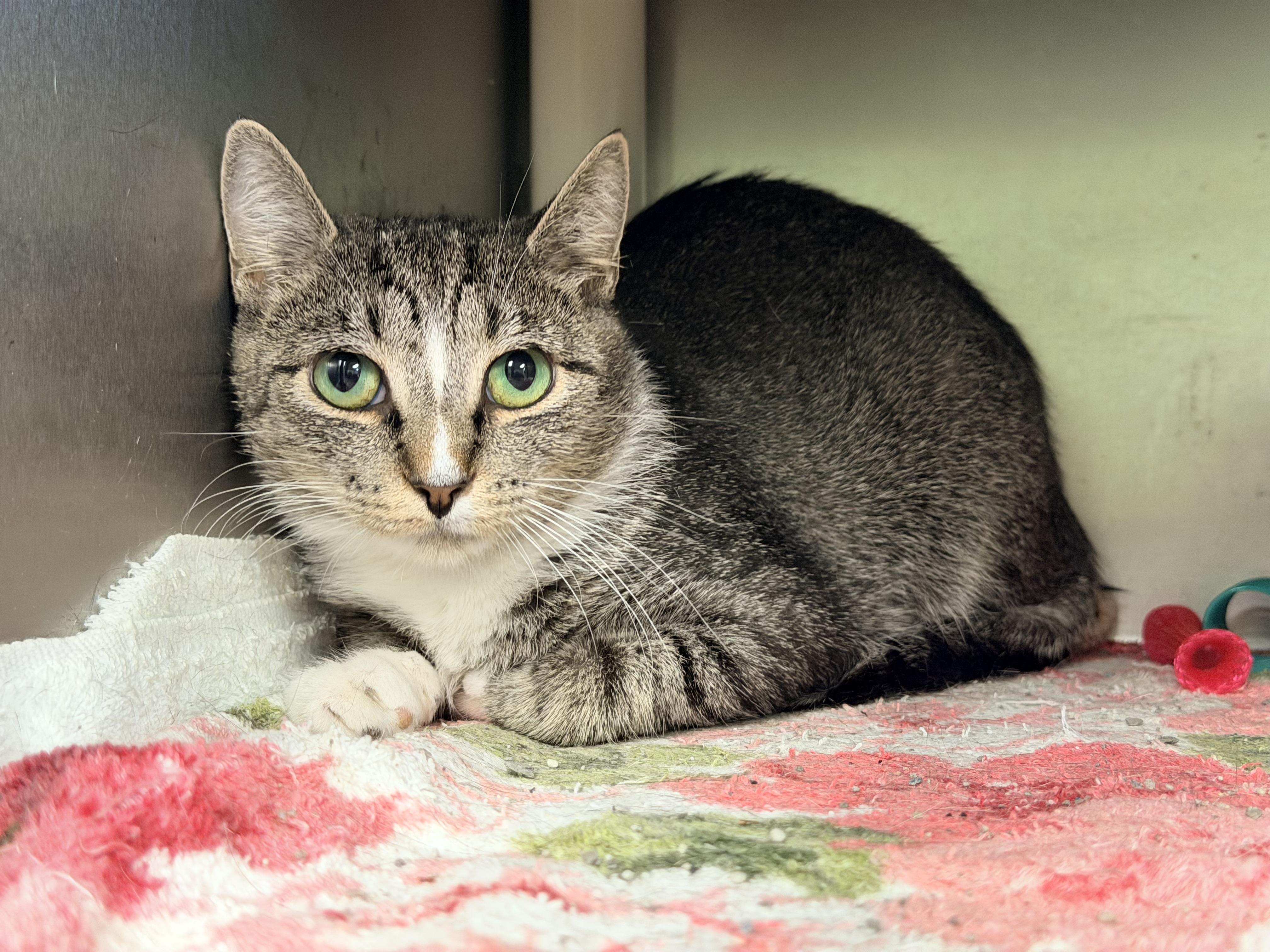 Mama Justice, a ADOPTABLE Domestic Short Hair in Amherst, VA image 2/5