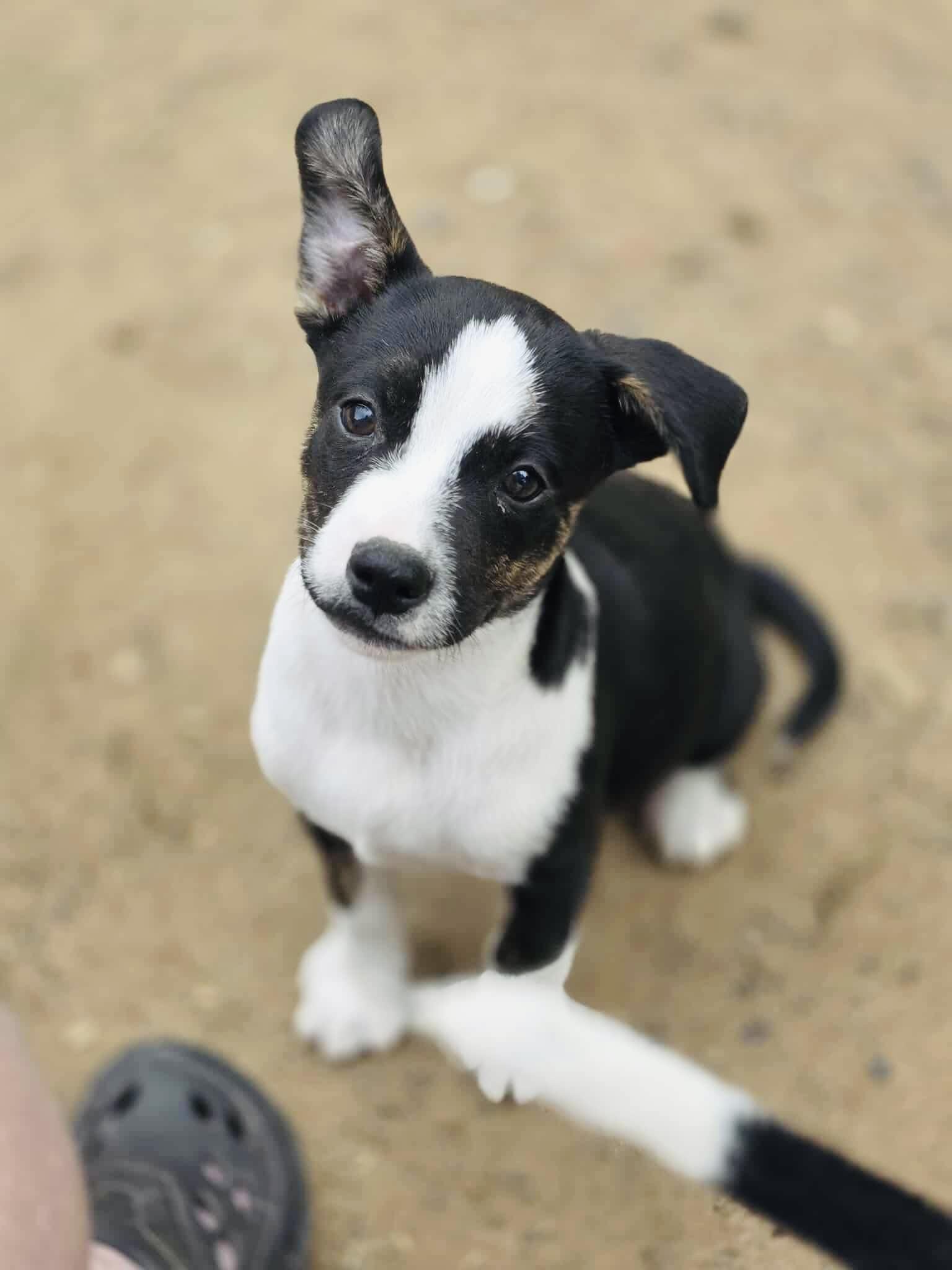 Mr.Pibb, an adoptable Collie, Mixed Breed in Winter, WI, 54896 | Photo Image 1