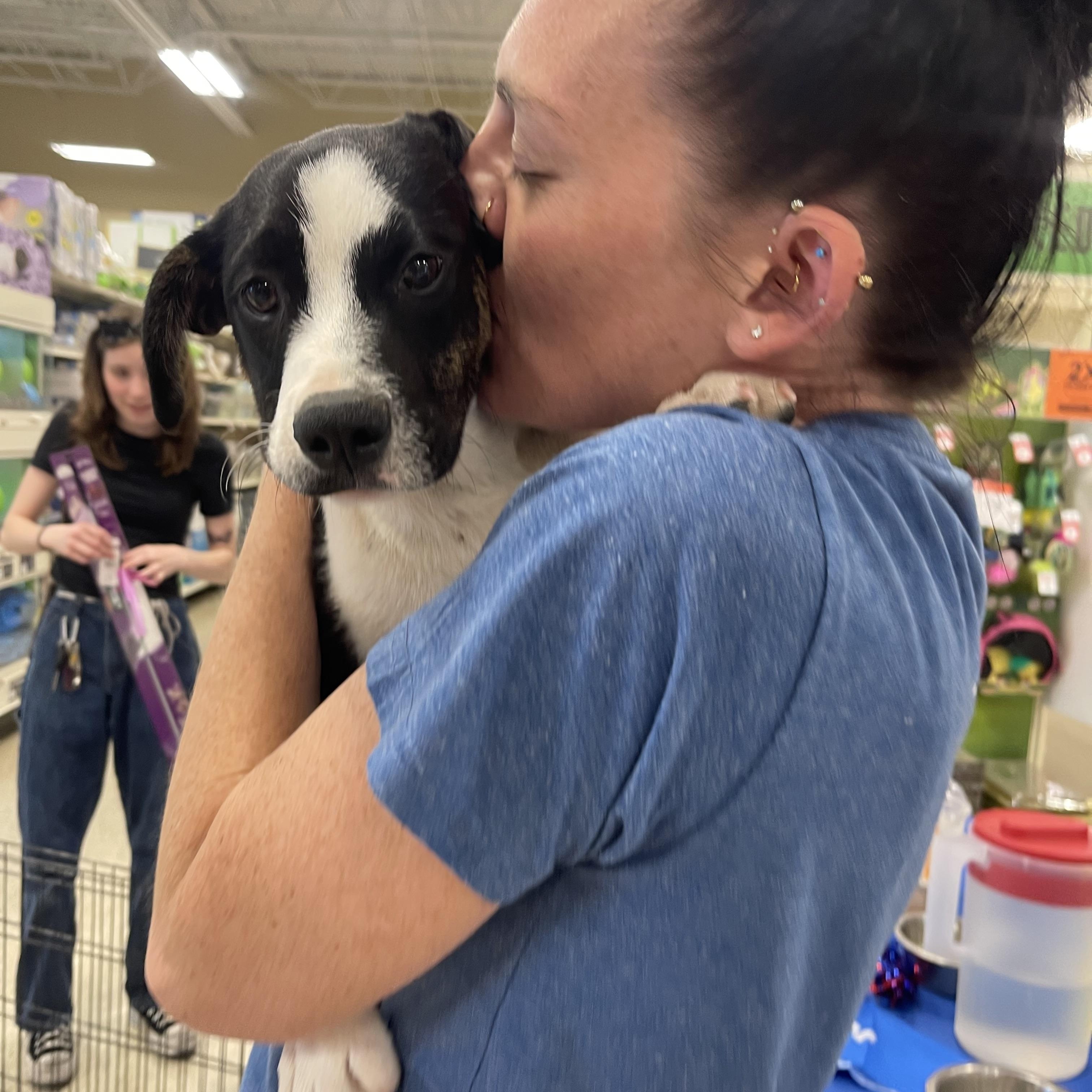 Mr.Pibb, an adoptable Collie, Mixed Breed in Winter, WI, 54896 | Photo Image 2