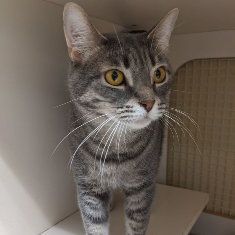 Betty & Reggie (Bonded Pair), a Adoptable mixed breed in Lake Orion, MI image 4/5