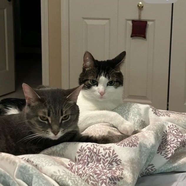 Betty & Reggie (Bonded Pair)