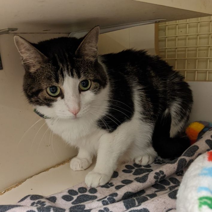 Betty & Reggie (Bonded Pair), a Adoptable mixed breed in Lake Orion, MI image 5/5