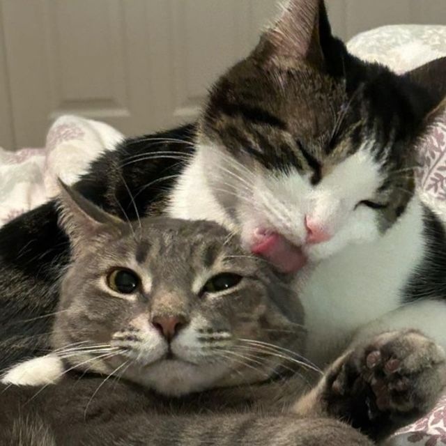 Betty & Reggie (Bonded Pair), a Adoptable mixed breed in Lake Orion, MI image 2/5