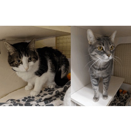 Betty & Reggie (Bonded Pair), a Adoptable mixed breed in Lake Orion, MI image 3/5