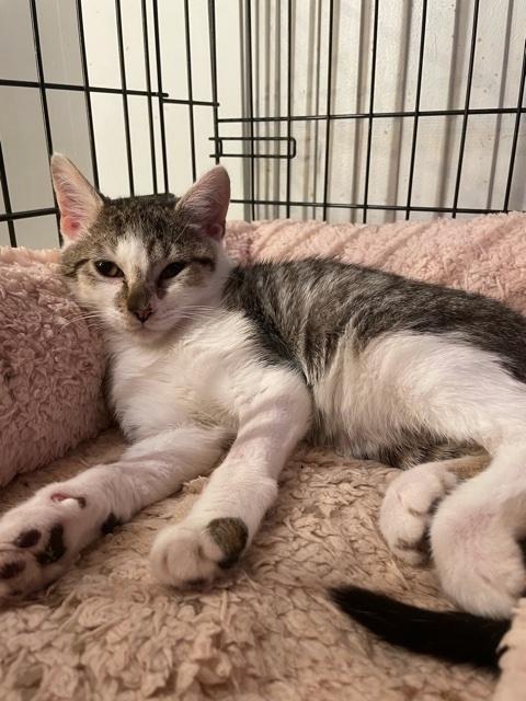 Enlarge Tiger, a Adopted Domestic Short Hair in Huntington, NY image 1/1