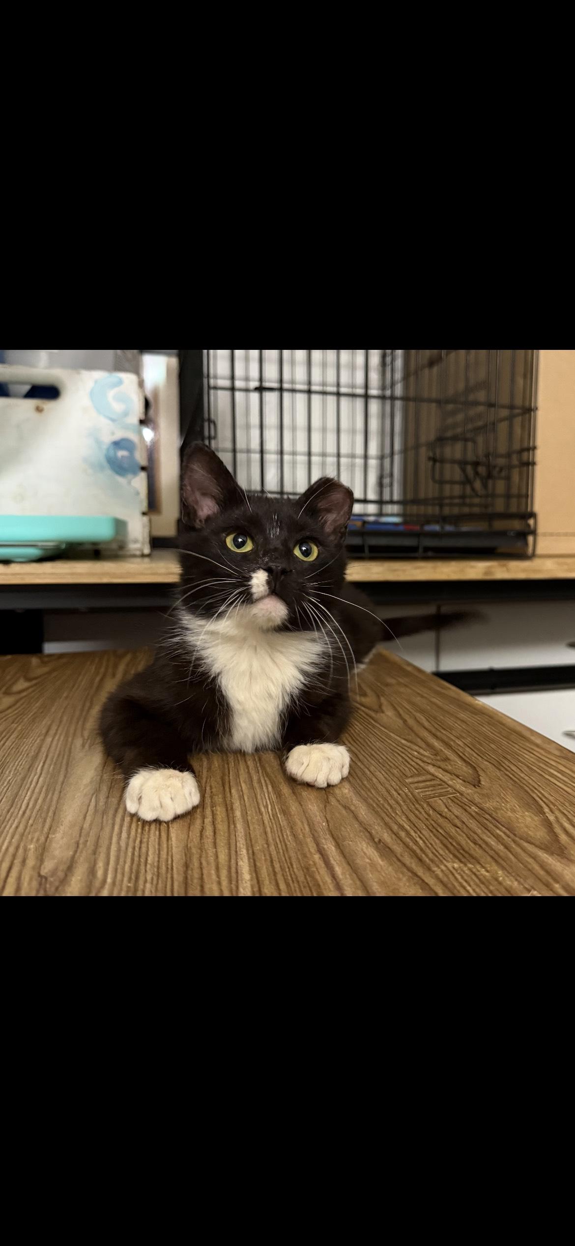 Miles, Young Male Domestic Short Hair