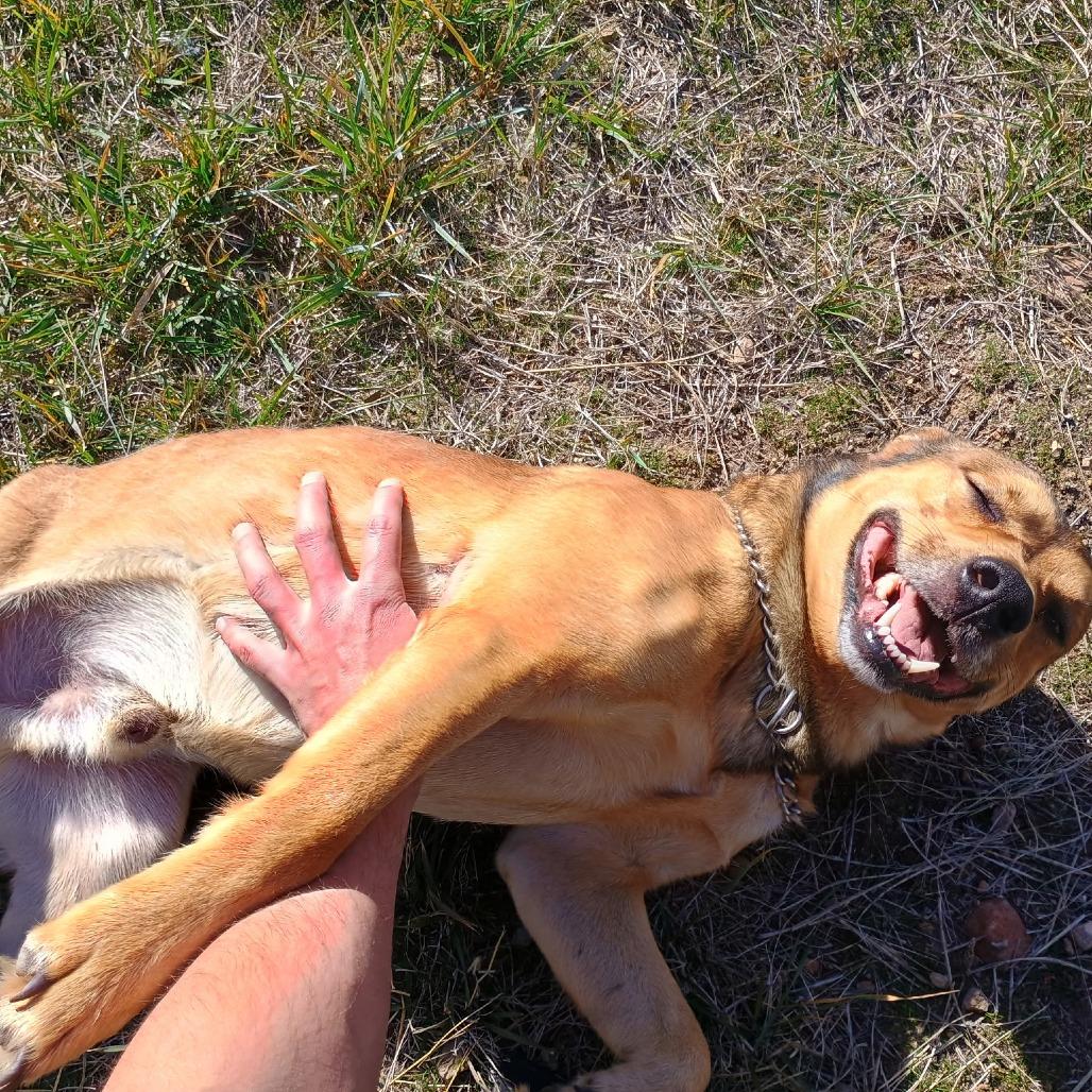 Enlarge Rocky, a Adoptable Mixed Breed in Mount Shasta, CA image 1/5