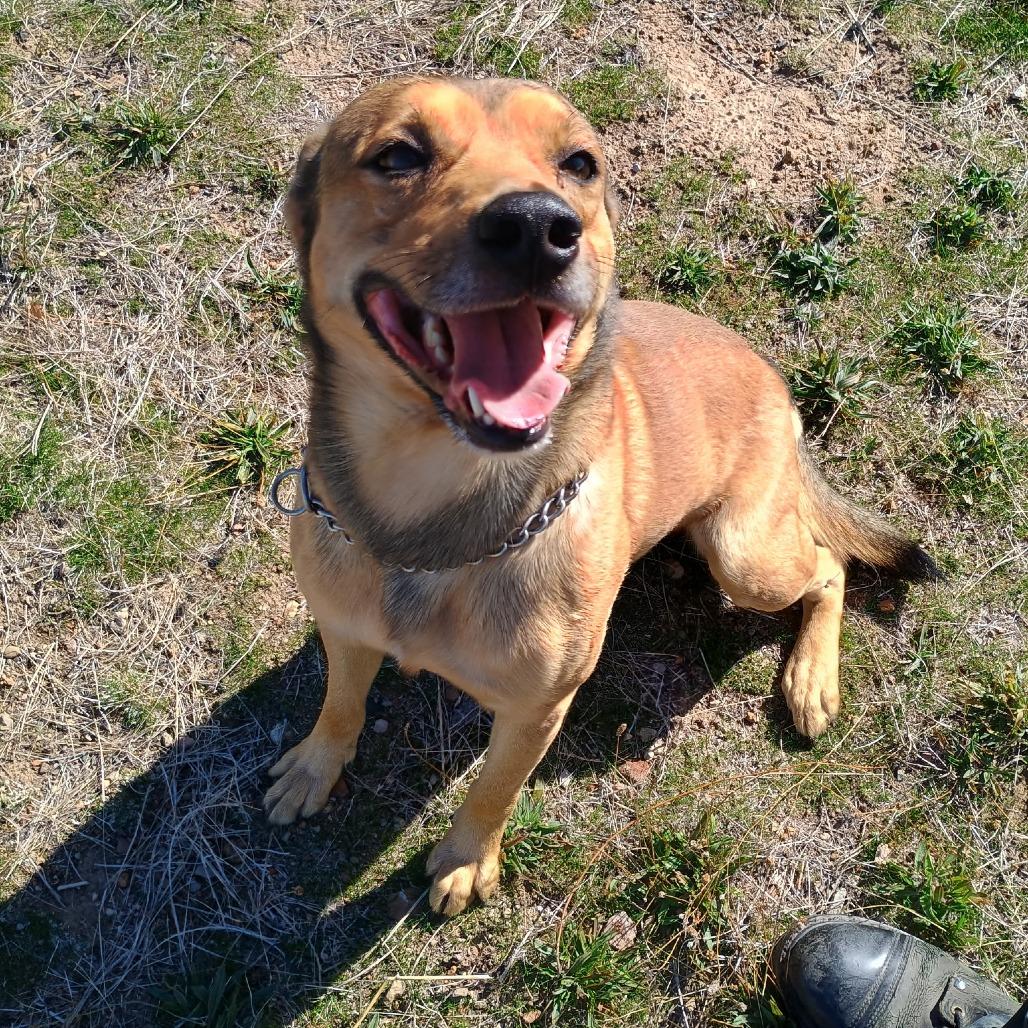 Enlarge Rocky, a Adoptable Mixed Breed in Mount Shasta, CA image 2/5