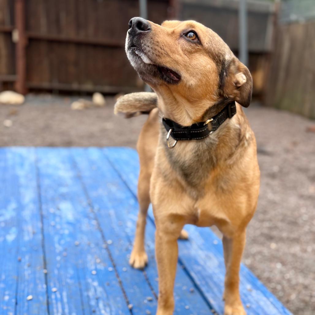 Enlarge Rocky, a Adoptable Mixed Breed in Mount Shasta, CA image 3/5