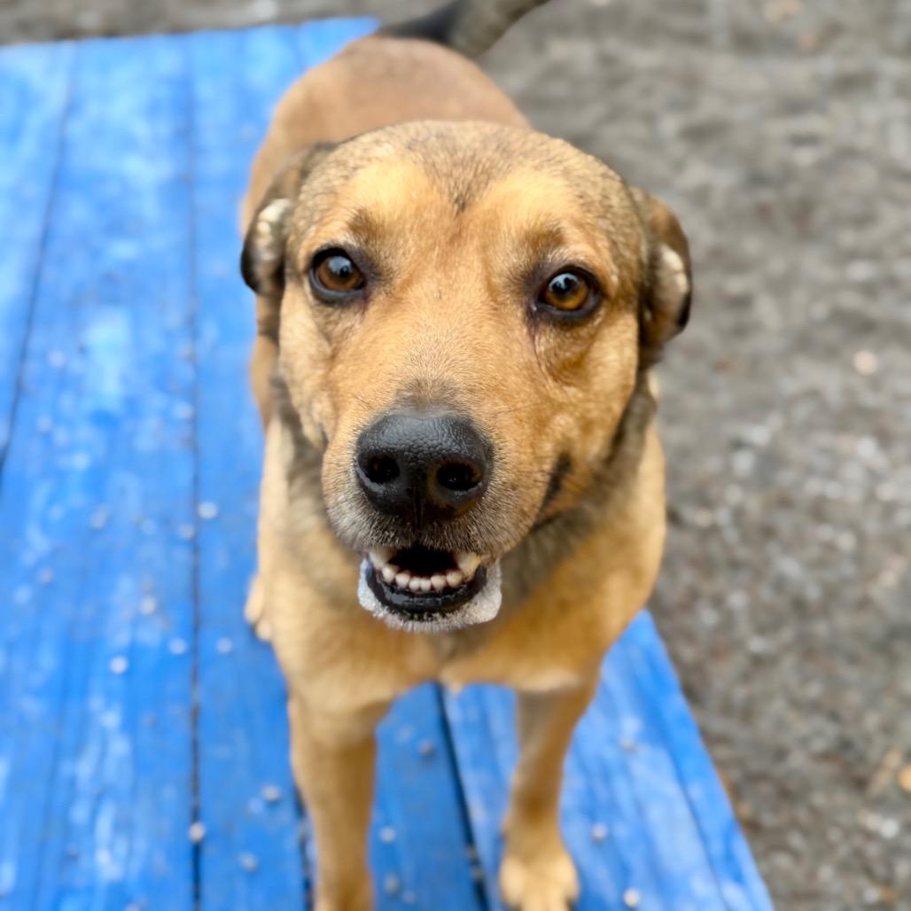 Enlarge Rocky, a Adoptable Mixed Breed in Mount Shasta, CA image 4/5