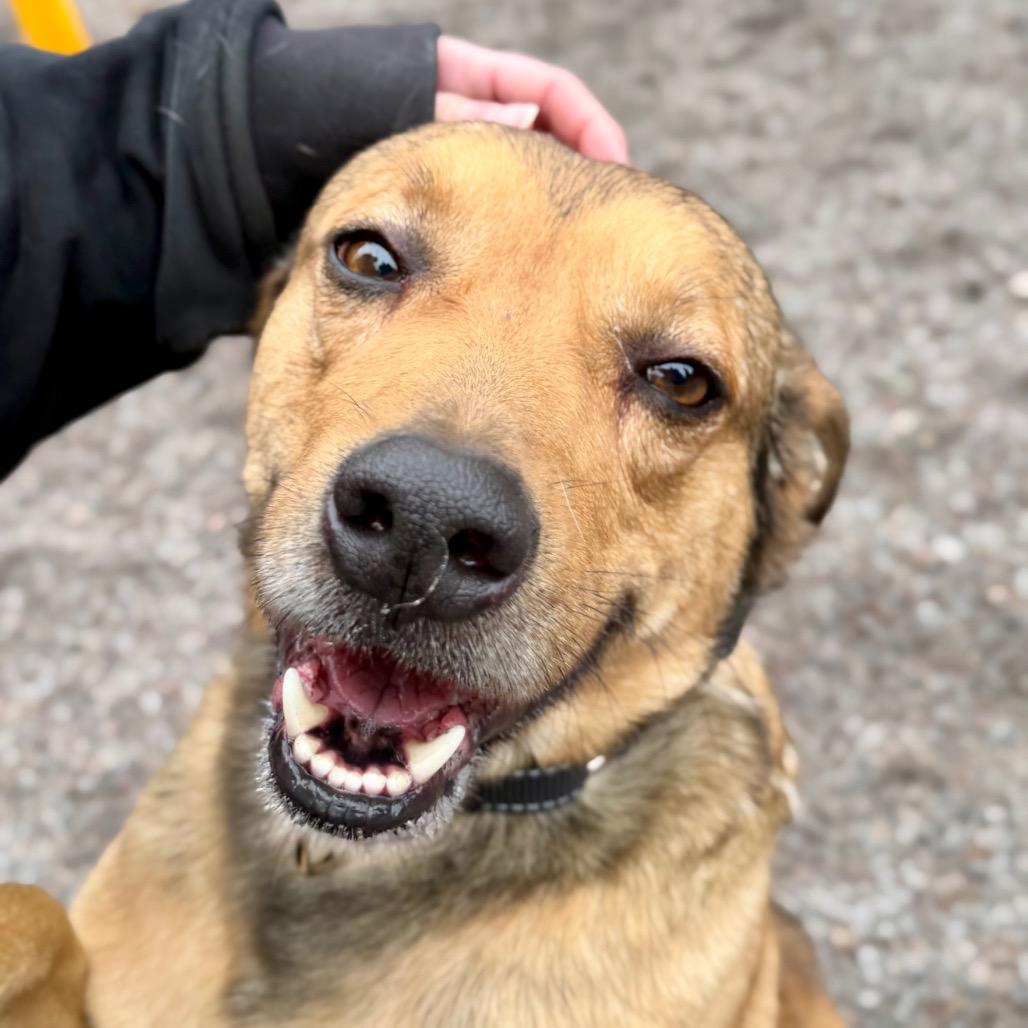 Enlarge Rocky, a Adoptable Mixed Breed in Mount Shasta, CA image 5/5