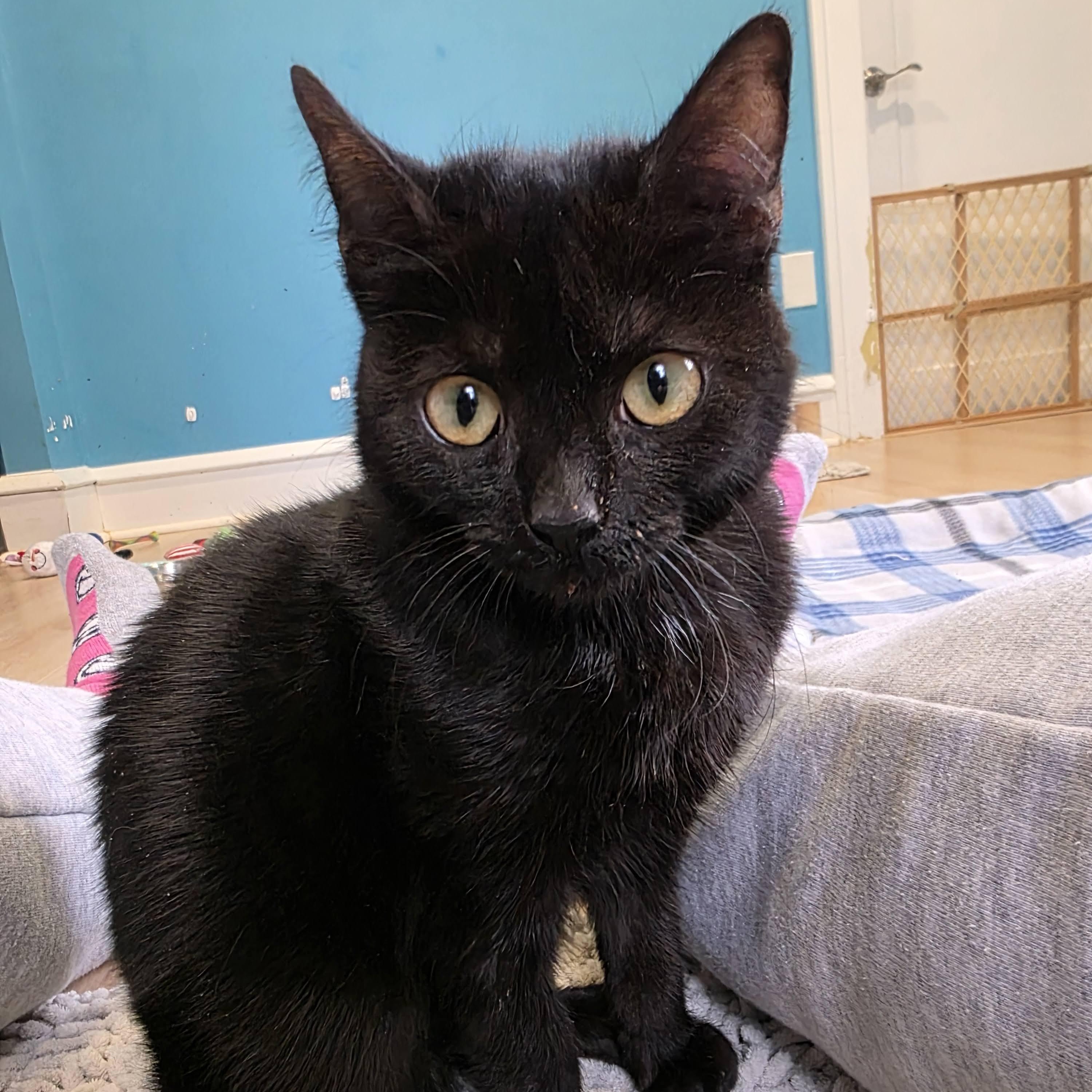 Zoe, Adoptable, Young Female Domestic Short Hair.