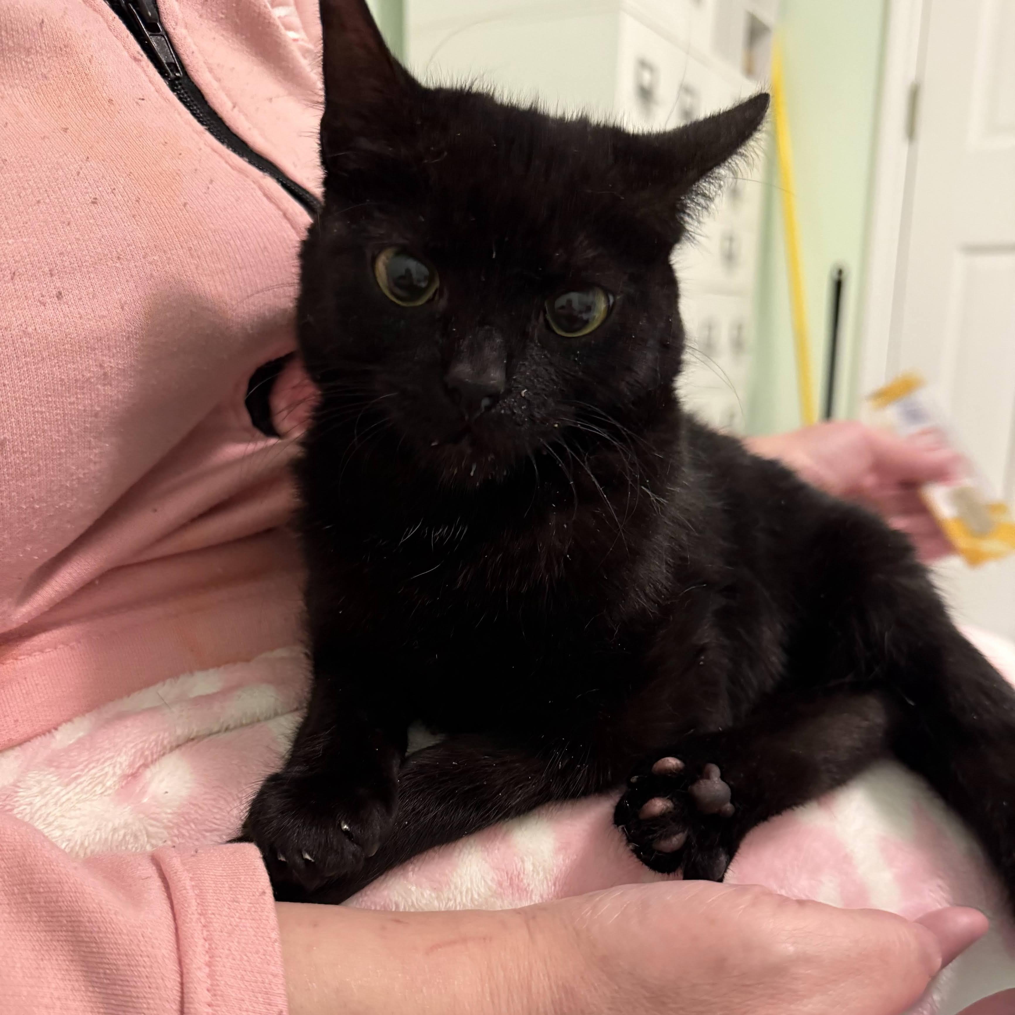 Enlarge Zoe, a Adoptable mixed breed in Woodbury, NJ image 3/6