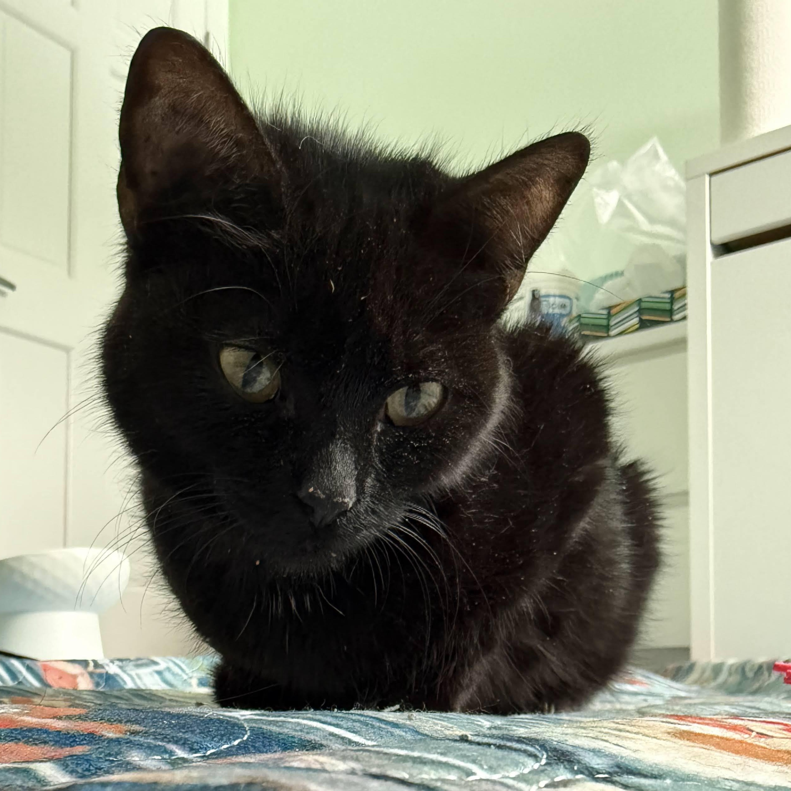 Enlarge Zoe, a Adoptable mixed breed in Woodbury, NJ image 2/6