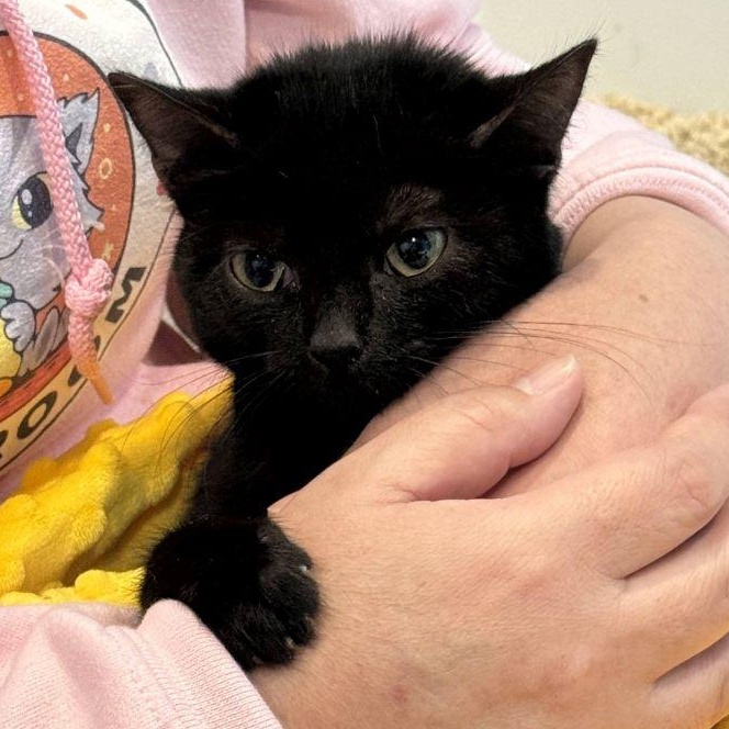 Enlarge Zoe, a Adoptable mixed breed in Woodbury, NJ image 5/6