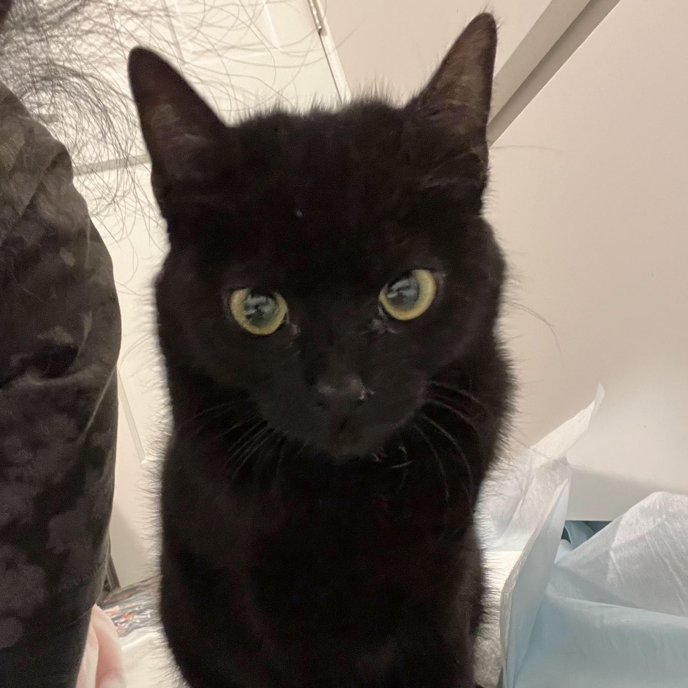 Enlarge Zoe, a Adoptable mixed breed in Woodbury, NJ image 4/6