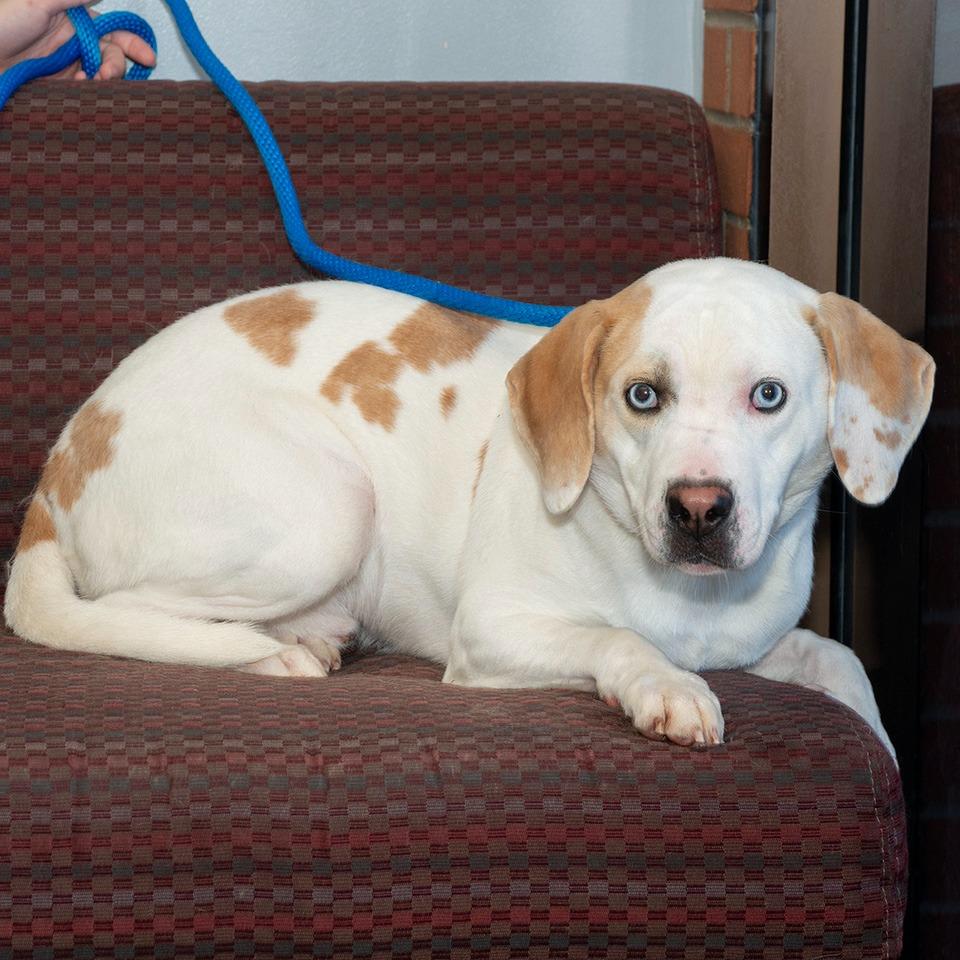 Enlarge Iceberg, a Adoptable mixed breed in Troy, OH image 2/3