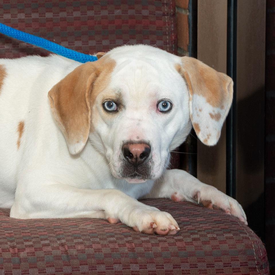Enlarge Iceberg, a Adoptable mixed breed in Troy, OH image 3/3