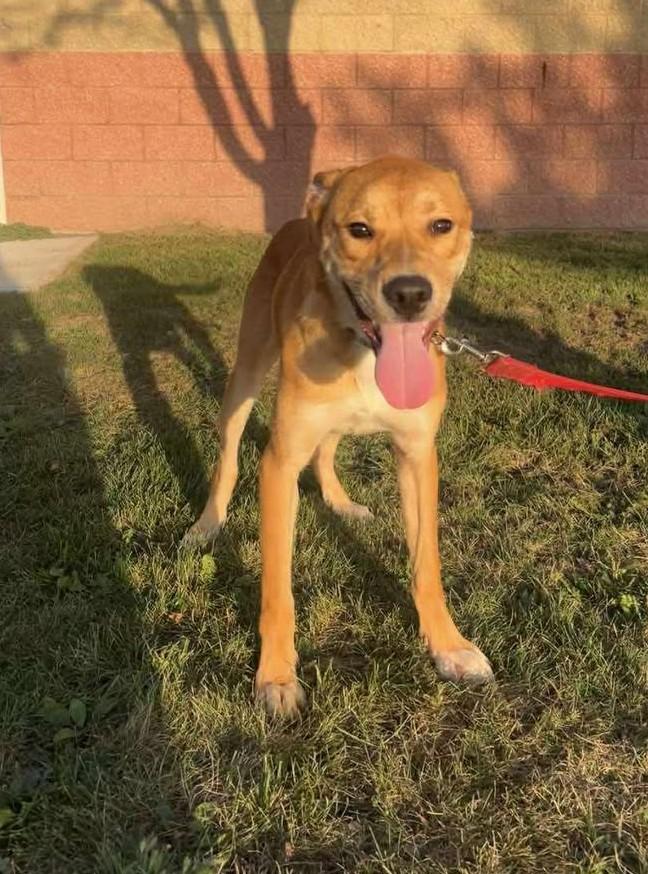 Enlarge Tiny, a Adoptable mixed breed in Maryville, MO image 1/2