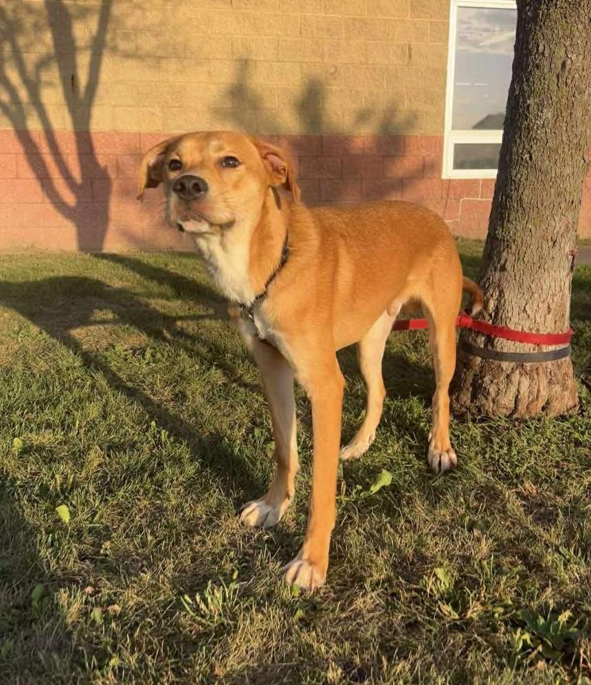 Enlarge Tiny, a Adoptable mixed breed in Maryville, MO image 2/2