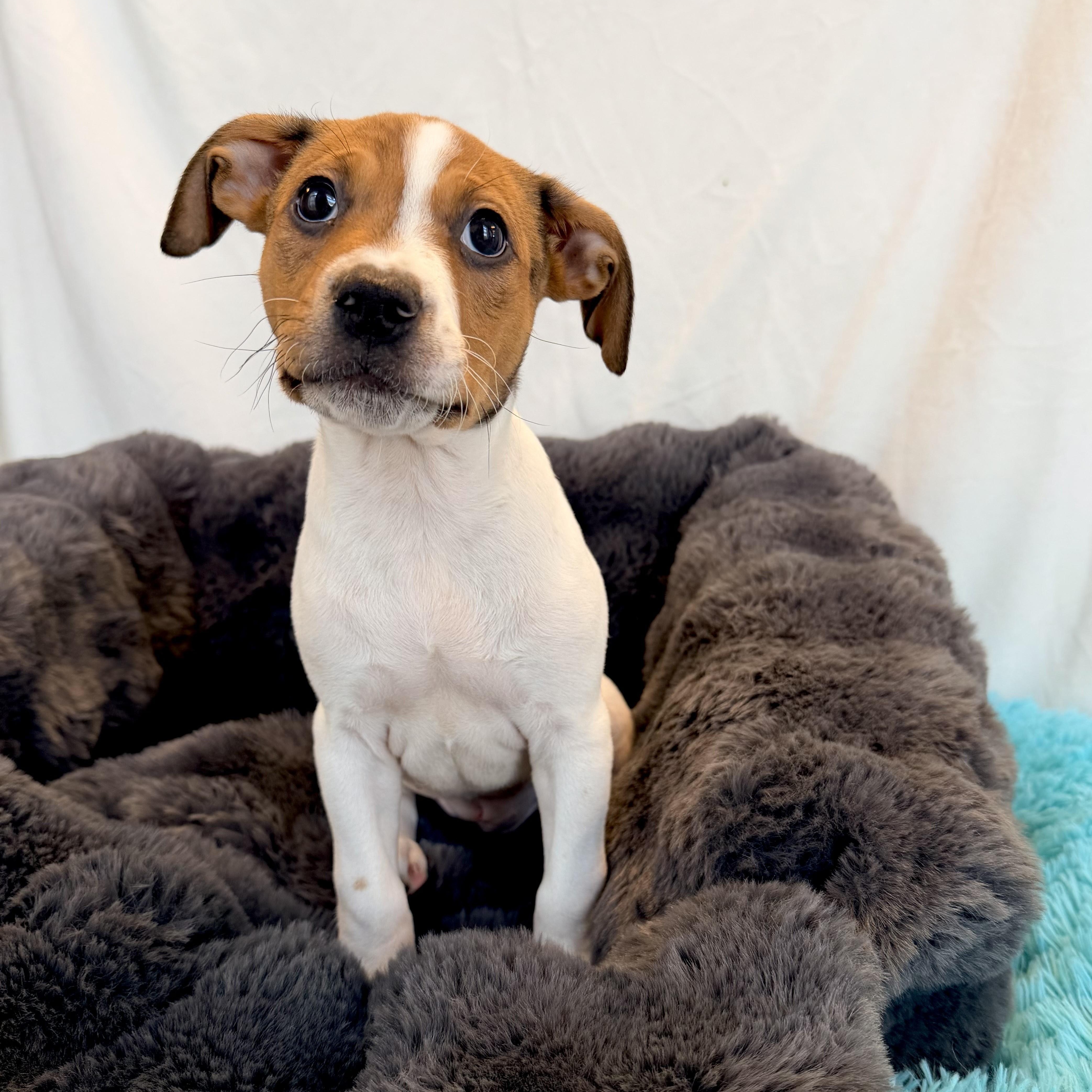 Bahama Mama, an adoptable Mixed Breed in Canal Winchester, OH image 2/2