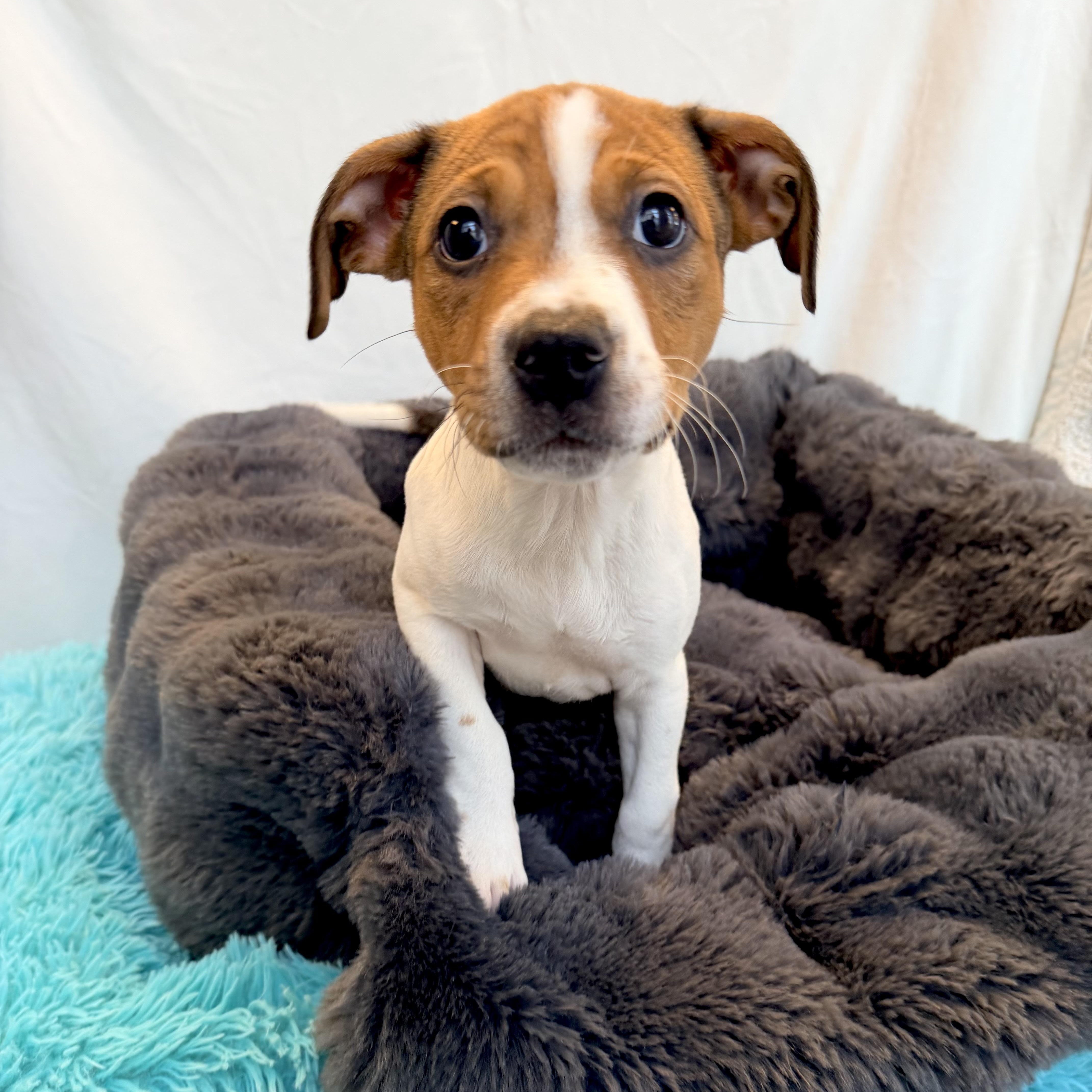 Bahama Mama, adoptable, Puppy Female Mixed Breed.