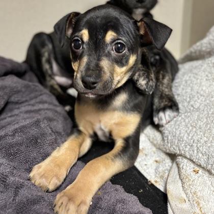 Wonder, Adoptable, Young Male Terrier & Mixed Breed.