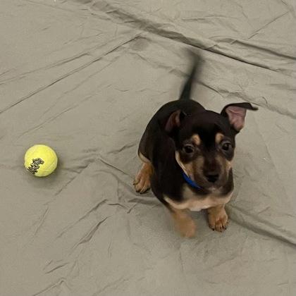 Enlarge Wonder, a Adoptable mixed breed in San Francisco, CA image 2/3