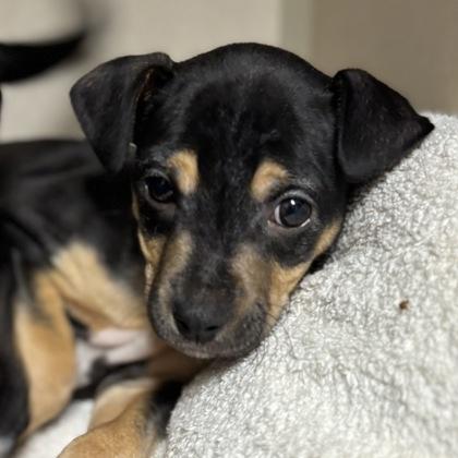 Enlarge Wonder, a Adoptable mixed breed in San Francisco, CA image 3/3