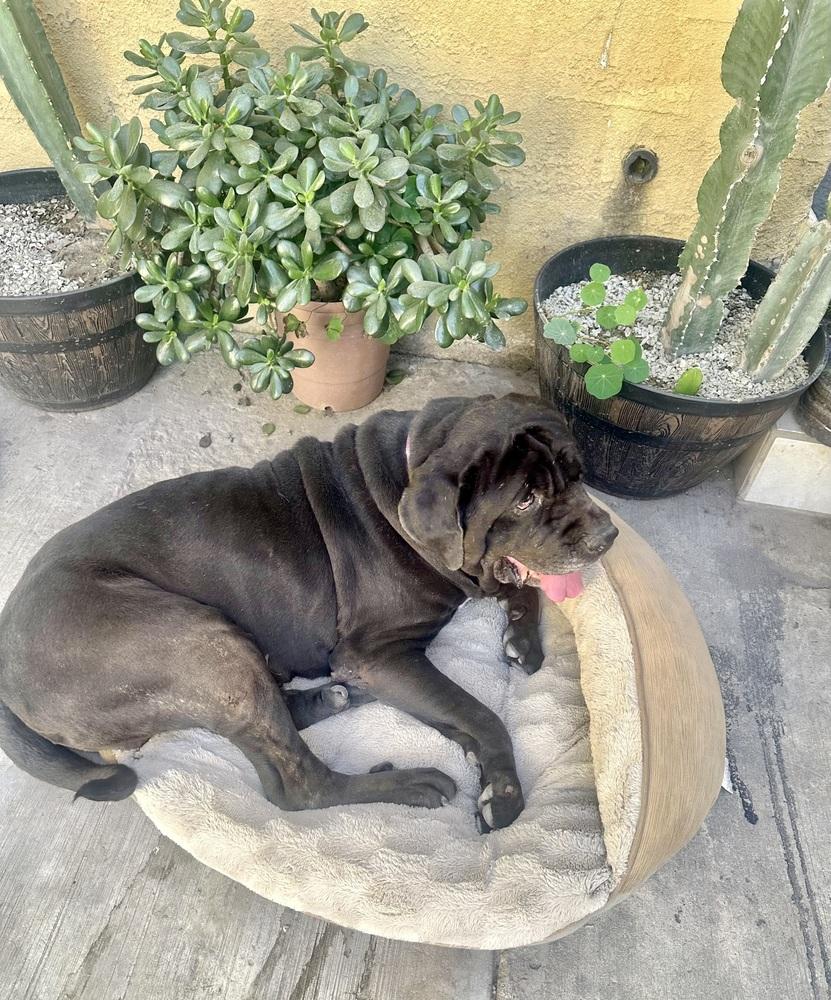 Gus, Adoptable, Adult Male Mastiff.