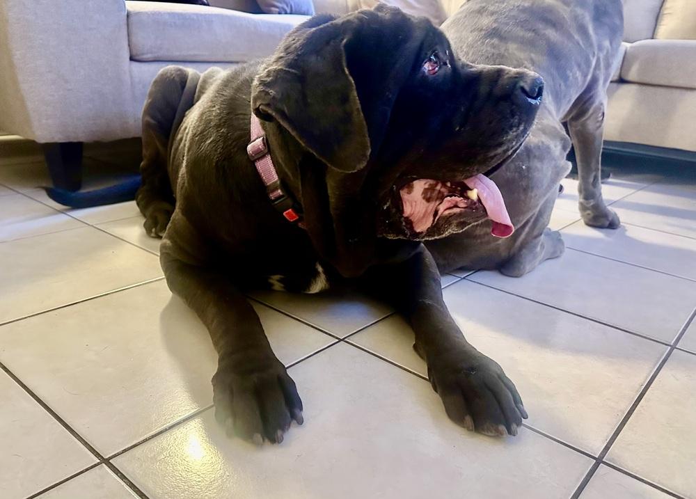 Enlarge Gus, a Adoptable Mastiff in Escondido, CA image 2/6