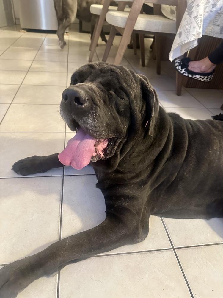 Enlarge Gus, a Adoptable Mastiff in Escondido, CA image 3/6