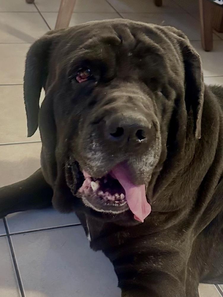 Enlarge Gus, a Adoptable Mastiff in Escondido, CA image 4/6