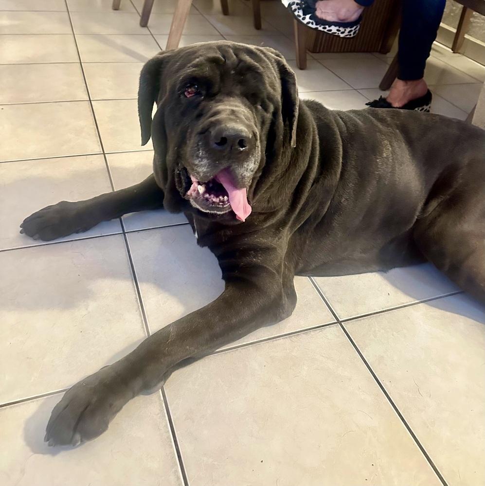 Gus, Adopted, Adult Male Mastiff.