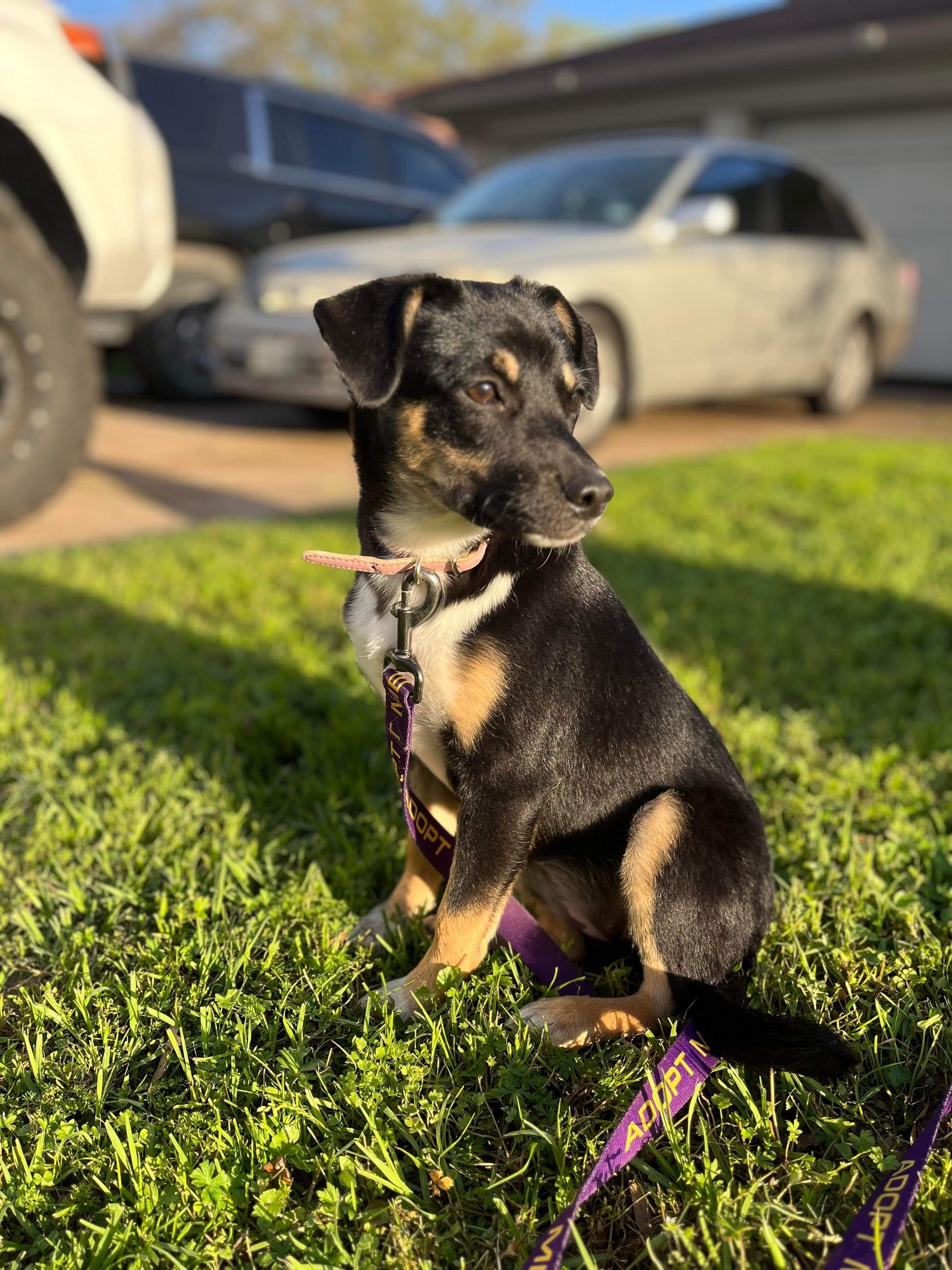 Sarah, a Adopted mixed breed in Somerville, TX image 1/4