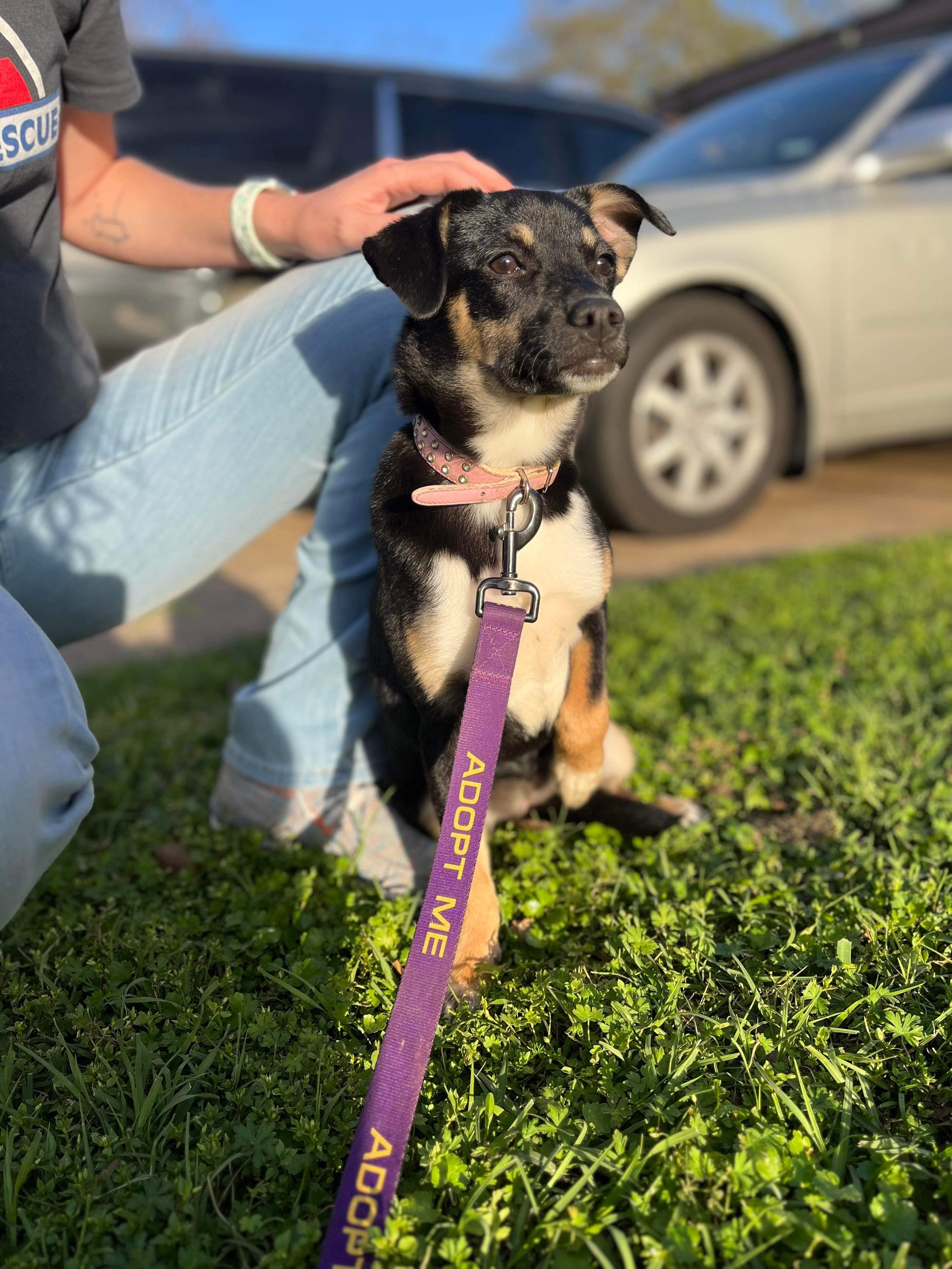 Sarah, a Adopted mixed breed in Somerville, TX image 2/4