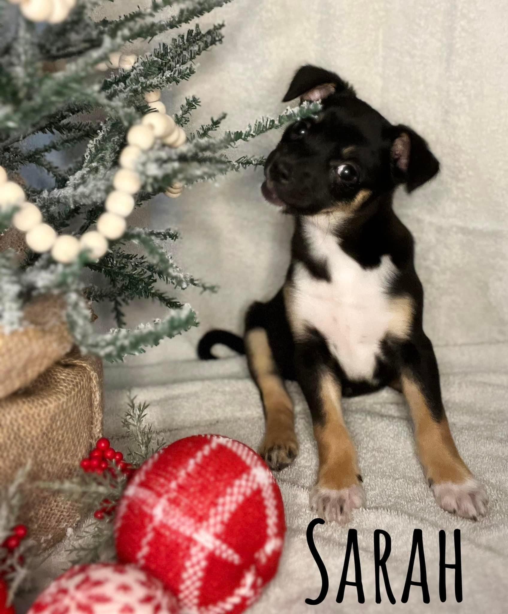 Sarah, a Adopted mixed breed in Somerville, TX image 3/4