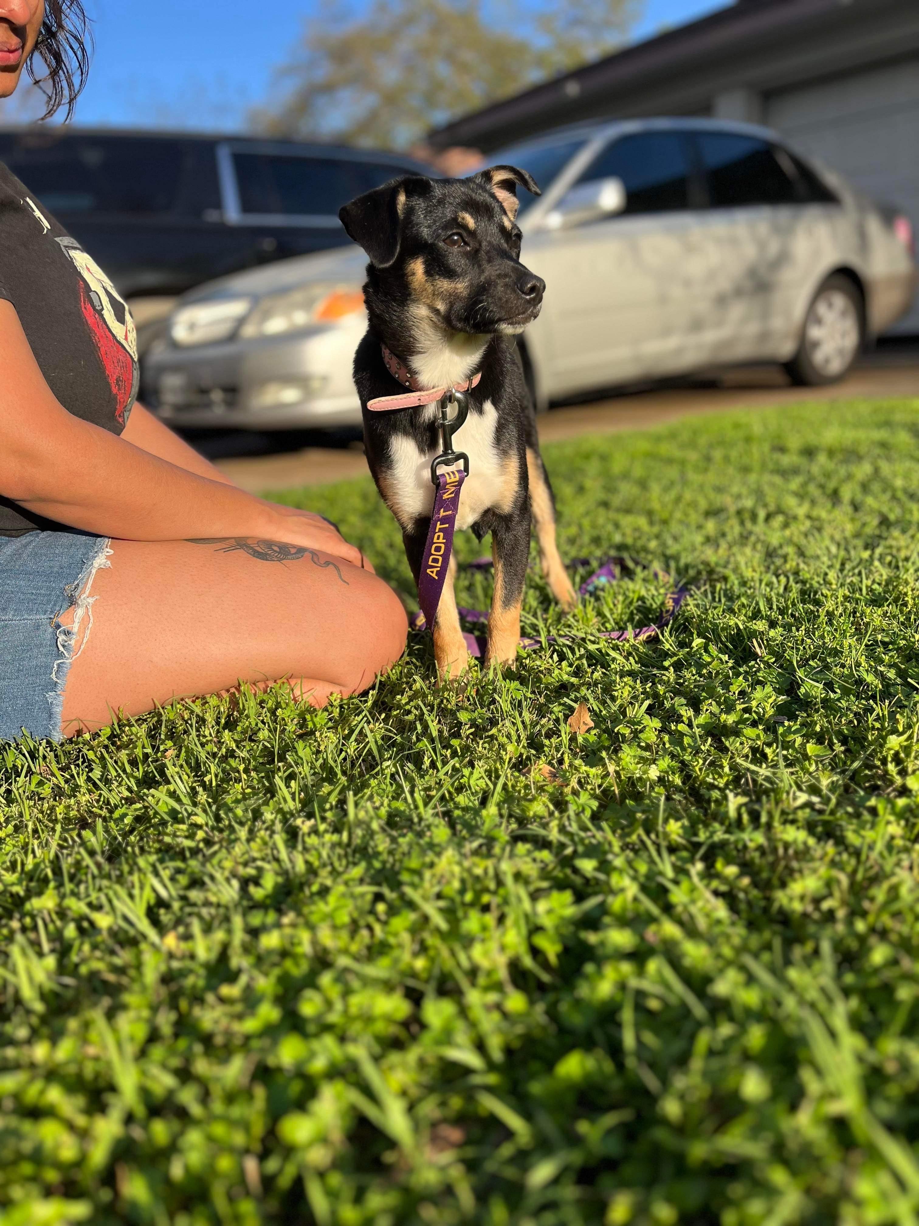 Sarah, a Adopted mixed breed in Somerville, TX image 4/4