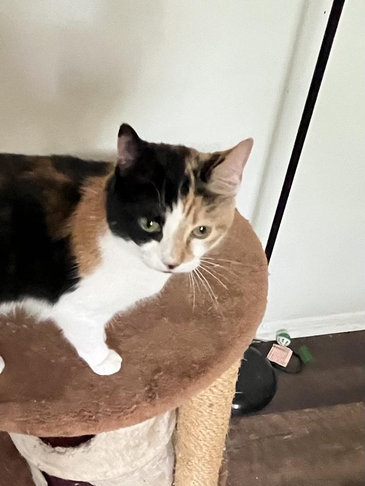 Callie, a Adoptable Calico in Palatine, IL image 2/3