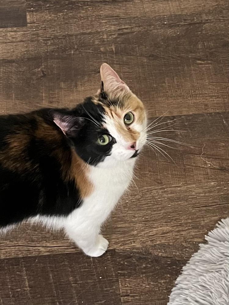 Callie, a Adoptable Calico in Palatine, IL image 3/3