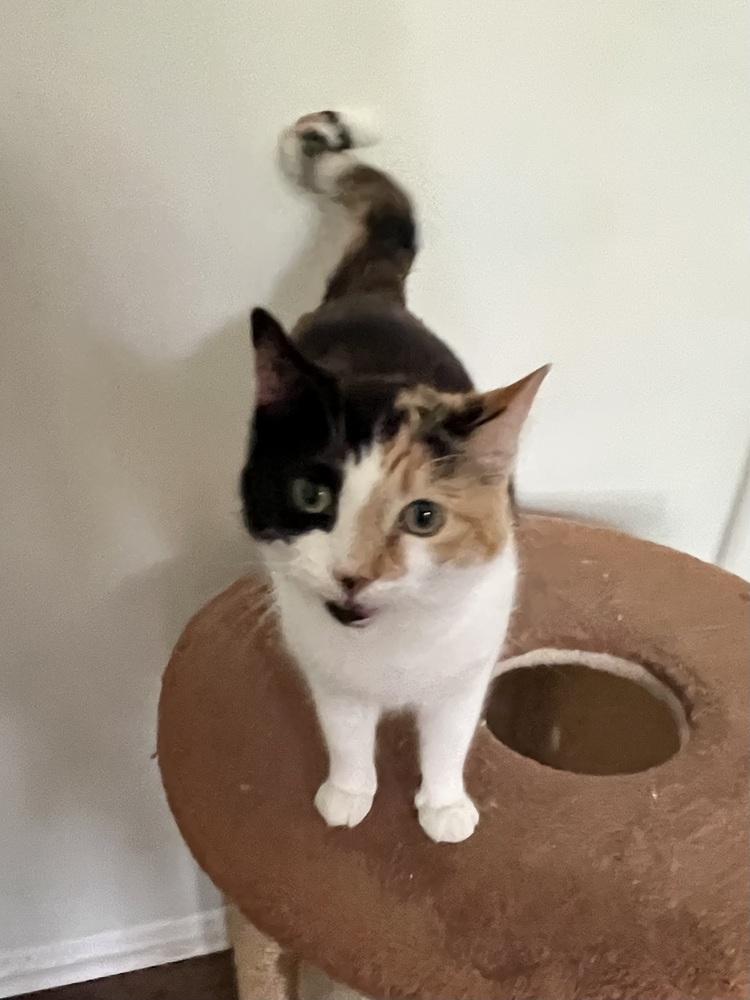 Callie, a Adoptable Calico in Palatine, IL image 1/3
