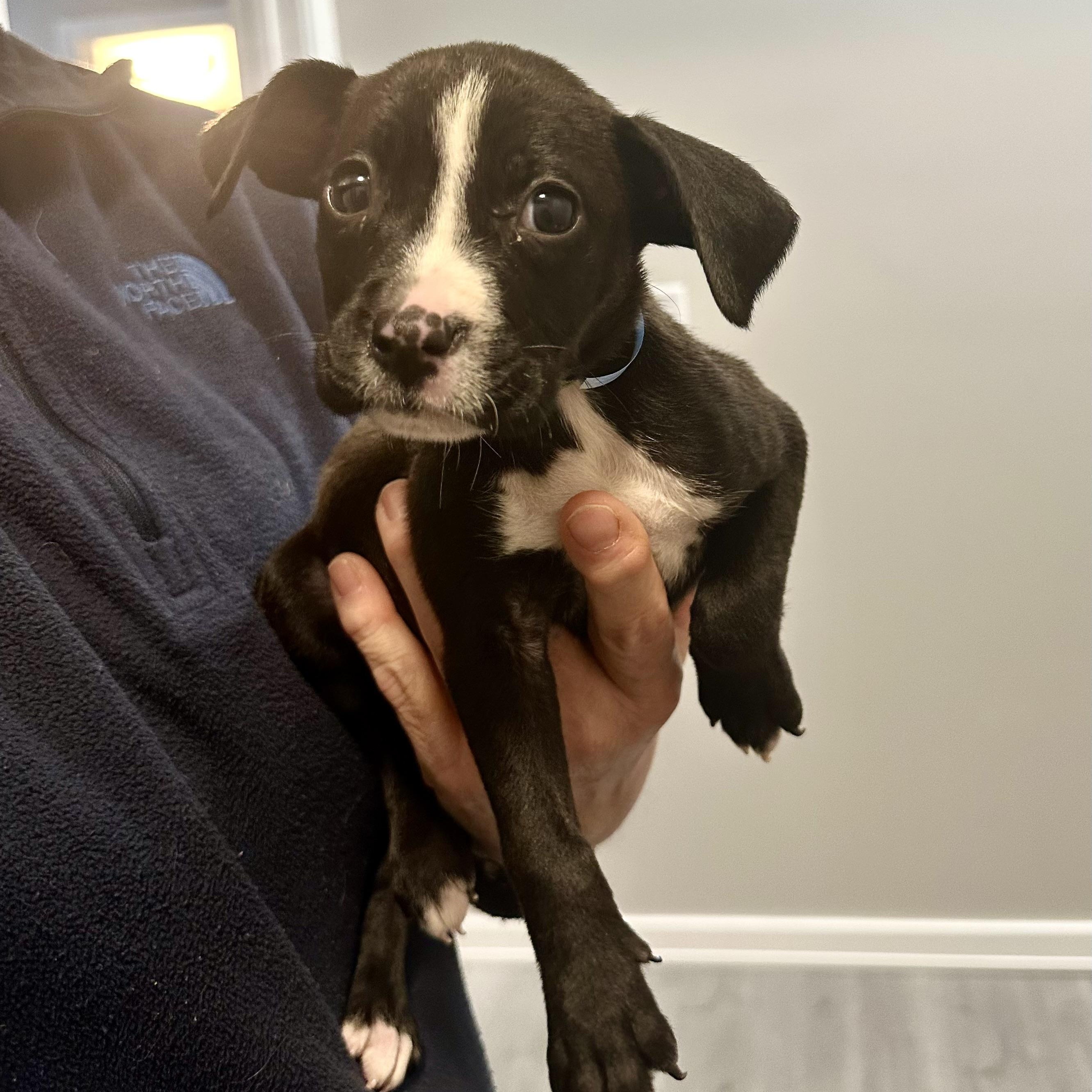 Lola, a ADOPTABLE mixed breed in Little Rock, AR image 1/5