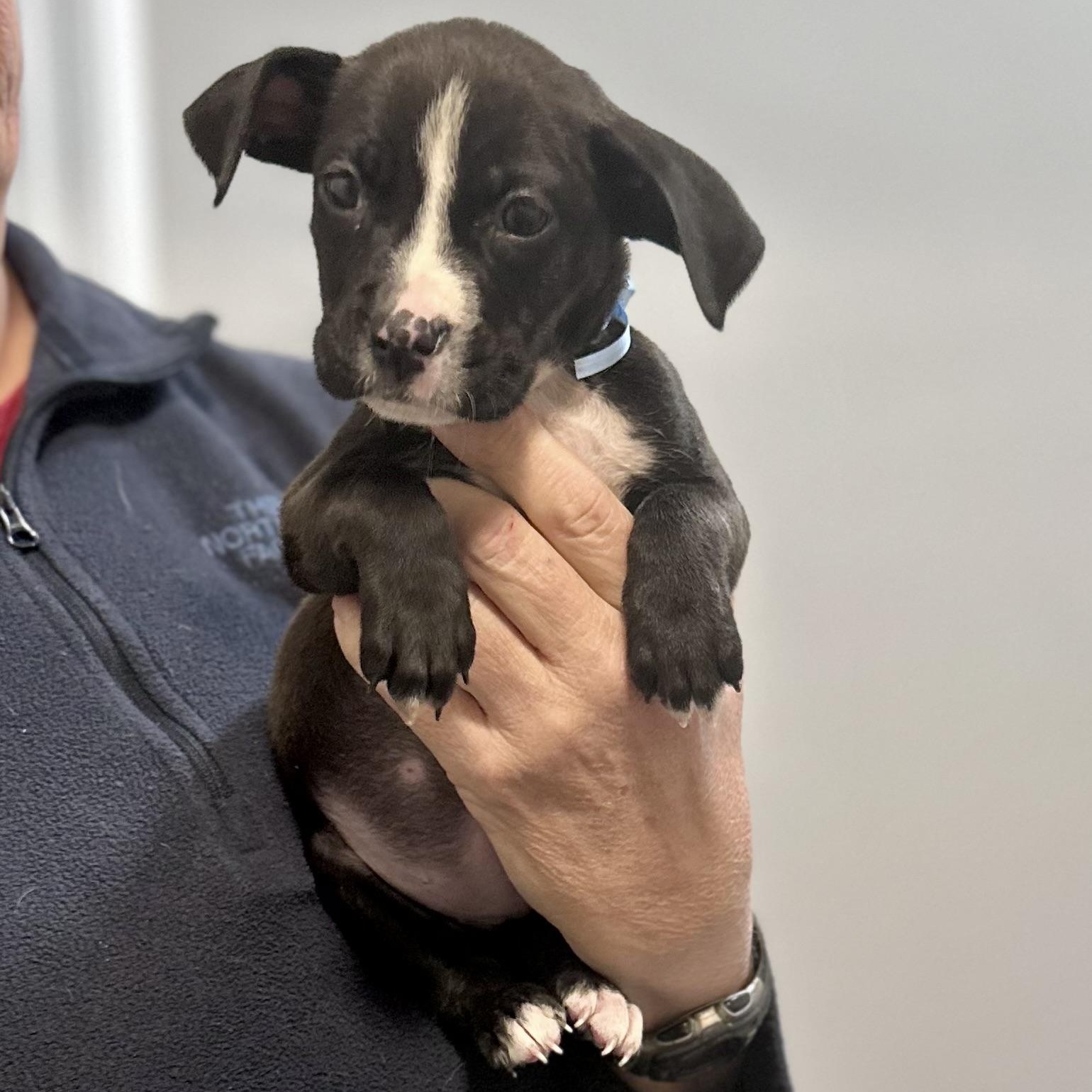 Lola, a ADOPTABLE mixed breed in Little Rock, AR image 2/5