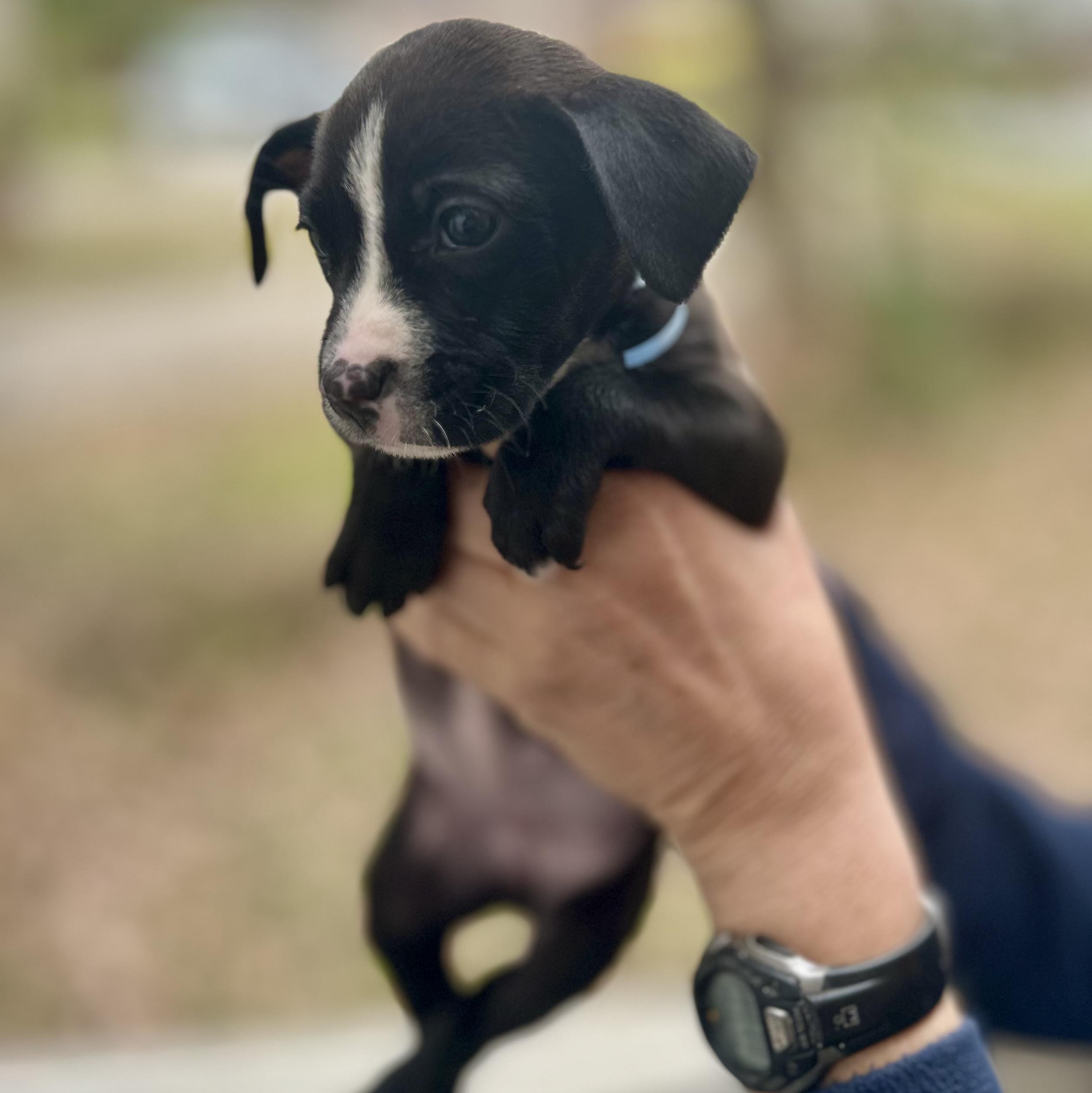 Lola, a ADOPTABLE mixed breed in Little Rock, AR image 4/5