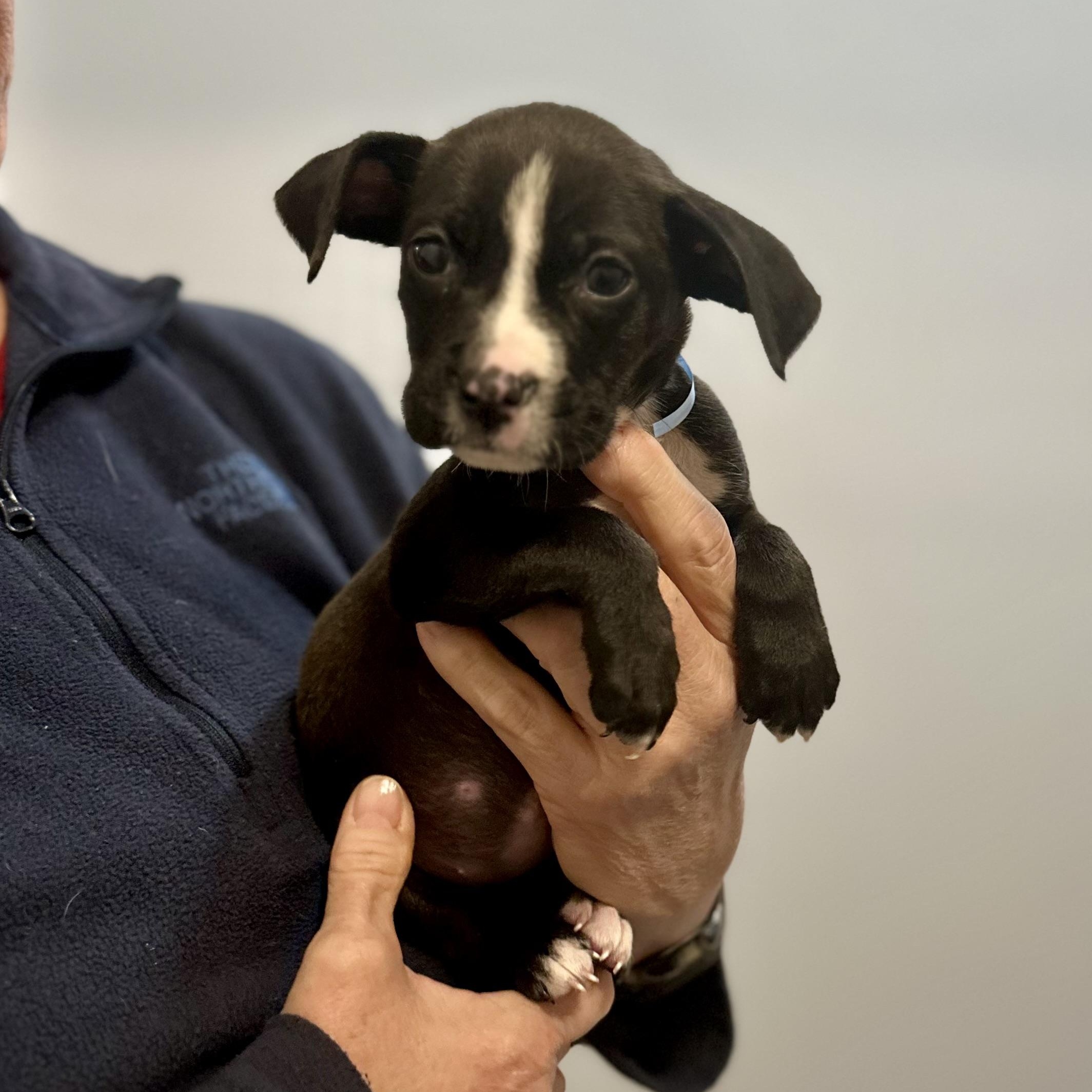 Lola, a ADOPTABLE mixed breed in Little Rock, AR image 5/5