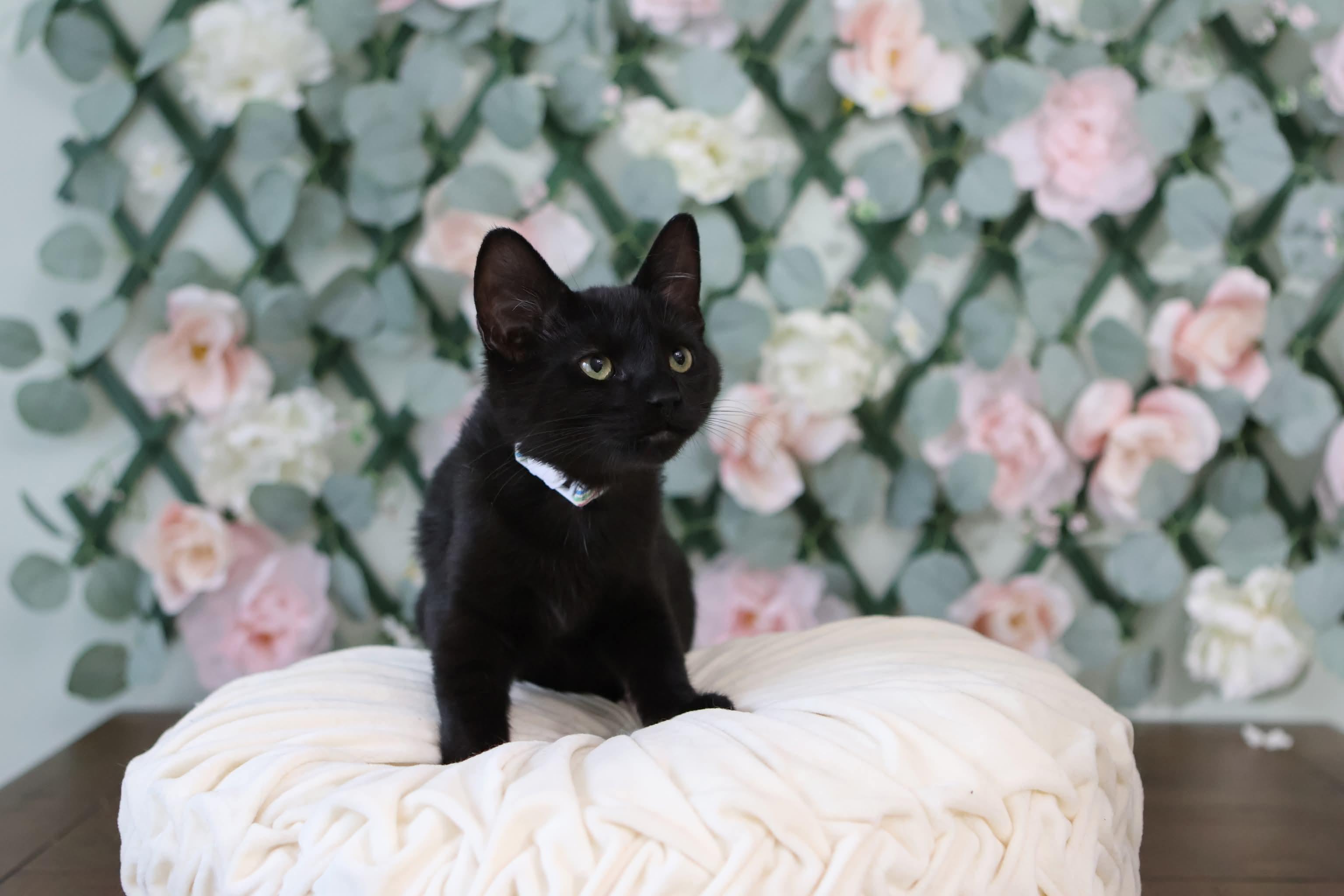 Enlarge Nutcracker, a ADOPTABLE Domestic Short Hair in Bensalem, PA image 2/2